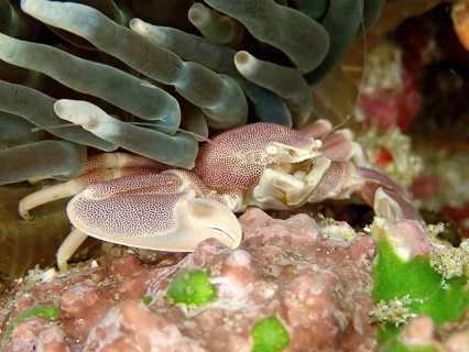 Spotted porcelain crayfish (Neopetrolisthes maculatus)