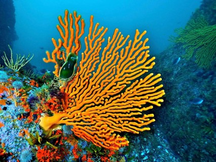 Sinus sea fan (Eunicella tricoronata)