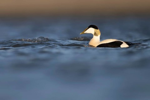 Eider duck (Somateria mollissima), Texel, Netherlands
