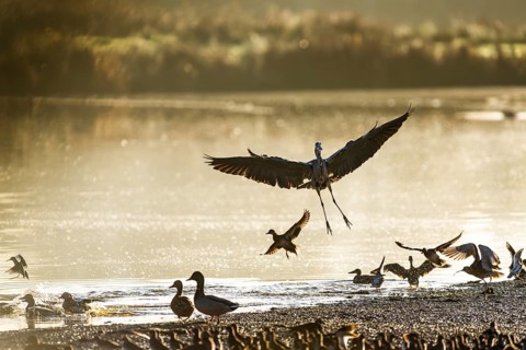 Grey Heron, Ardea cinerea, bird in winter on marshes in winter soft morning light