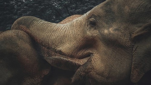 Two Asian elephants (elephas maximus) standing very close together in a dark environment, Pinnawela