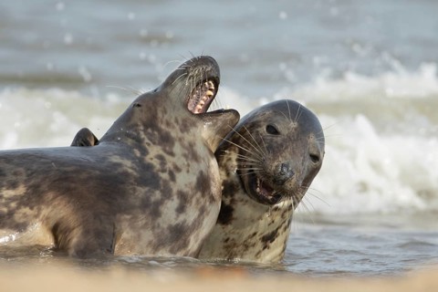 Atlantic grey seal (Halichoerus grypus) two adult animals in love playing in the breaking waves of