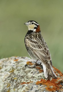 Chestnut-collared Longspur (Calcarius ornatus), Montana, USA