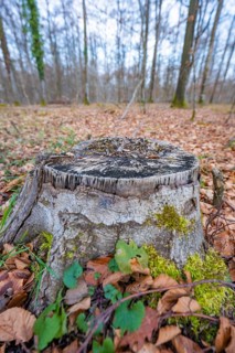 A tree stump covered with moss surrounded by autumn leaves in the forest, forest pasture