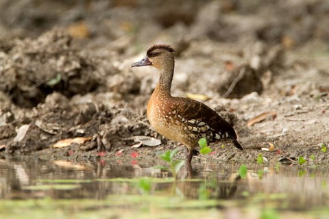 Spotted Whistling Duck (Dendrocygna guttata), Queensland, Australia
