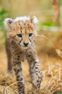 Cheetah (Acinonyx jubatus) youngster walking on a meadow, captive, occurrence Africa
