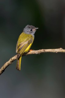 Grey-headed Canary-flycatcher (Culicicapa ceylonensis) perched on a branch, Malaysia