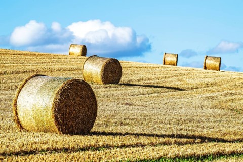 Straw bales in the Scottish fields, Southeast Scotland, UK