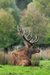 Red deer (Cervus elaphus) stag with big antlers resting in grassland at edge of forest during the