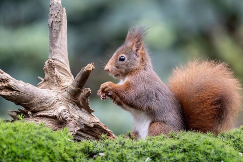 Squirrel (Sciurus vulgaris), Emsland, Lower Saxony, Germany