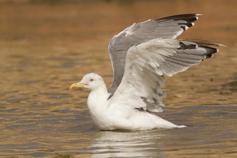 Yellow-legged Gull (Larus michahellis), Morocco