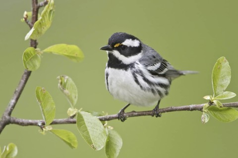 Black-throated Grey Warbler (Setophaga nigrescens), British Columbia, Canada