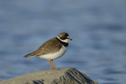 Semipalmated Plover (Charadrius semipalmatus), Manitoba, Canada