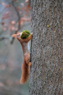 Squirrel (Sciuris vulgaris) with nest-building material, Germany