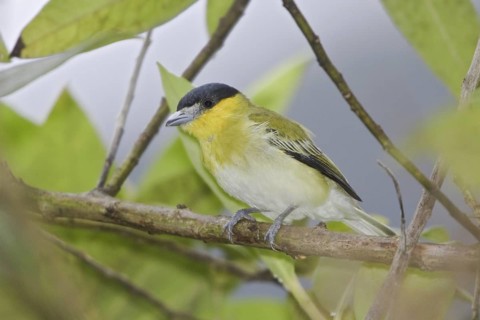 Yellow-cheeked Becard (Pachyramphus xanthogenys), Ecuador