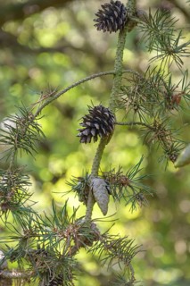 Banks' Pine (Pinus banksiana), Viewing Garden University of Applied Sciences W, Germany