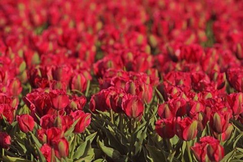 Flower field with red tulips (Tulipa), ornamental plant cultivation, agriculture, horticulture,
