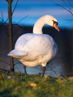 Mute Swan, (Cygnus olor), adult male, standing beside a lake, in late evening light in winter,