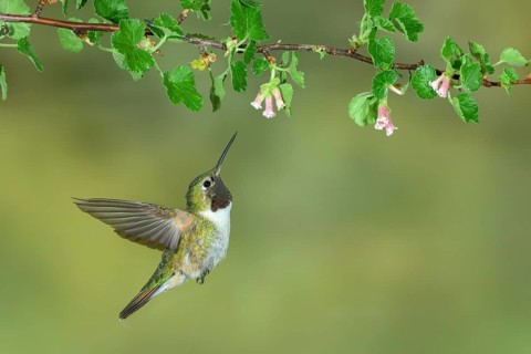 Broad-tailed Hummingbird (Selasphorus platycercus) male flying, Colorado, USA