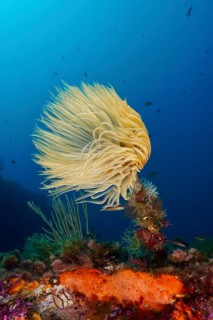 Large, feather-like worm, screwworm (Sabella spallanzanii), next to an orange-coloured sea sponge