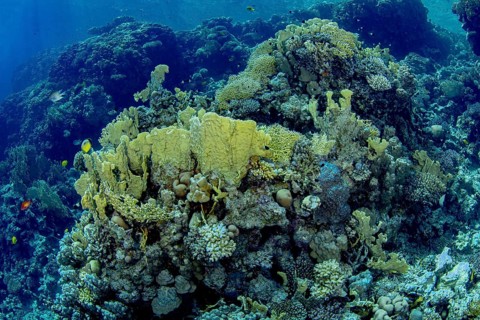 This vibrant underwater scene showcases a thriving coral reef teeming with various marine life,
