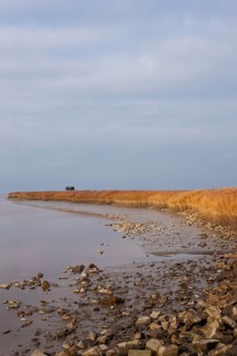 Low water, reed, mudflats, Dollart, Nieuwe Statenzijl, Netherlands