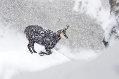 Chamois (Rupicapra rupicapra), chamois goat during heavy snowfall, Tyrol, Austria