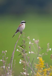 Red-backed shrike (Lanius collurio) Male sitting on a branch in a flowering area with white and