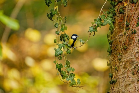 Great Tit (Parus major) perched on a thin branch of ivy (Hedera helix) with a blurred yellow