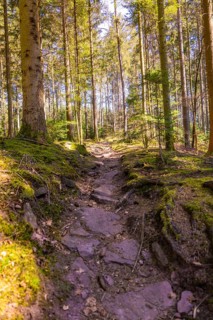 A stony path winds its way through a dense forest, Calw, Black Forest, Germany