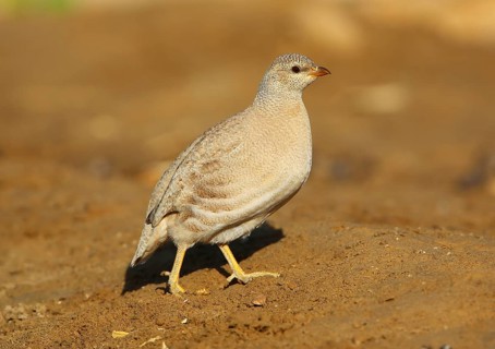 Sand Partridge (Ammoperdix heyi) female, Dofhar, Oman