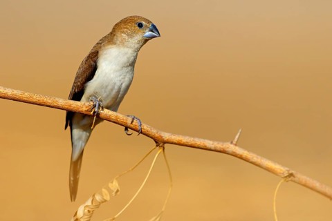 African silverbill, silver beak, silver pheasant, trusting bird, ornamental bird in Europe, family