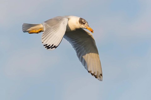 Fischmöwe, Ichthyaetus ichthyaetus, Larus ichthyaetus, Great Black-headed Gull, Pallas' Gull,