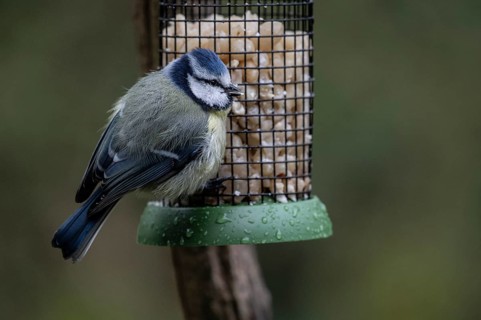 Blue tit (Parus caerulea) at the feeder, Emsland, Lower Saxony, Germany