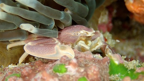 Spotted porcelain crayfish (Neopetrolisthes maculatus)