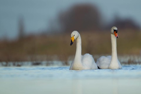Mute swan (Cygnus olor) and Whooper swan (Cygnus cygnus) adult swans birds on a river in winter,