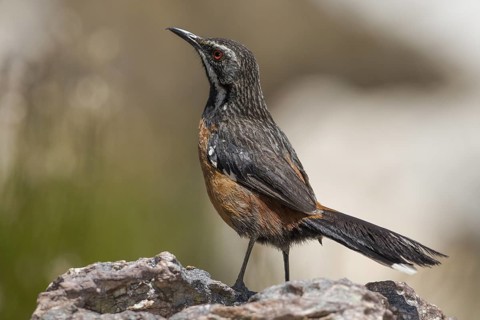 Cape Rockjumper (Chaetops frenatus), South Africa