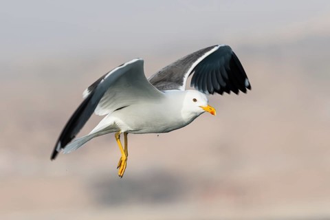 Lesser Black-backed Gull (Larus fuscus heuglini) flying, Eilat, Israel
