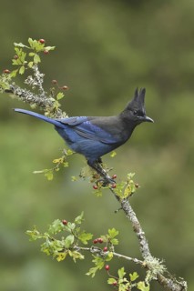 Steller's Jay (Cyanocitta stelleri), British Columbia, Canada