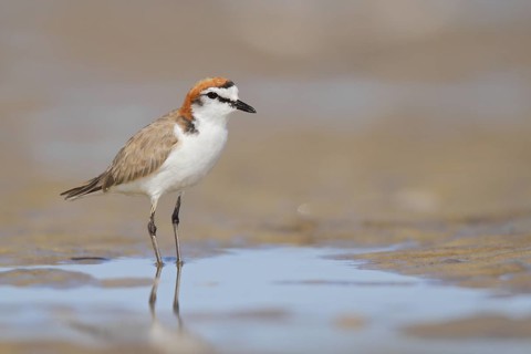Red-capped Plover (Charadrius ruficapillus), Western Australia, Australia