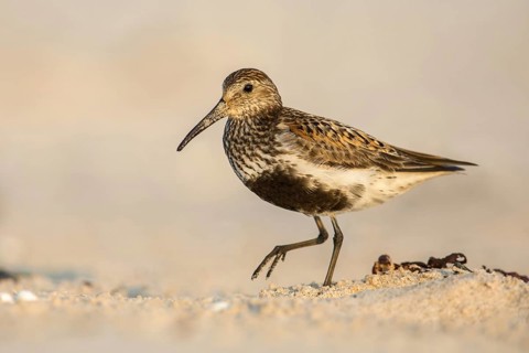 Dunlin (Calidris alpina), Poland