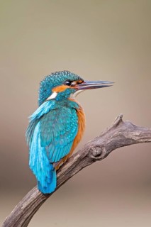 Common Kingfisher (Alcedo atthis) female, Saxony-Anhalt, Germany