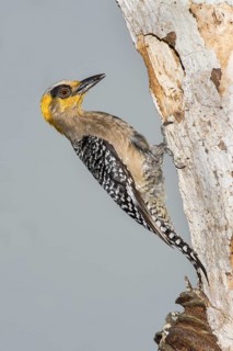 Golden-cheeked Woodpecker Melanerpes chrysogenys El Tuito, Jalisco, Mexico 10 June Adult Female