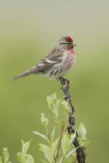 Common Redpoll (Acanthis flammea), Alaska, USA