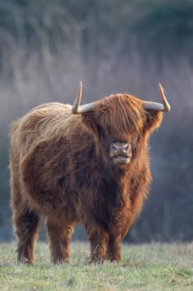 Highland cattle or cow (Bos taurus taurus) adult farm animal standing in a grass field, England,