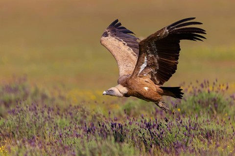Griffon Vulture, Eurasian Griffon Vulture, Griffon Vulture, Eurasian Griffon, (Gyps fulvu), Vautour