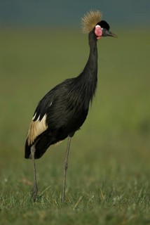 Black Crowned Crane (Balearica pavonina), Lake Awasa, Ethiopia