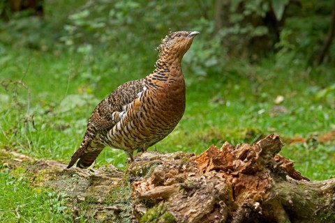 Capercaillie (Tetrao urogallus), female, captive, Neuschönau, Bavaria, Germany