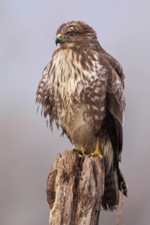 Common Buzzard (Buteo buteo), Lower Saxony, Germany
