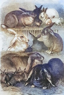 Rabbits, various breeds, Historic, digitally restored reproduction of a 19th century original